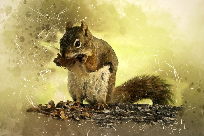 Squirrel Animal Mammal Wildlife Eating Sitting
